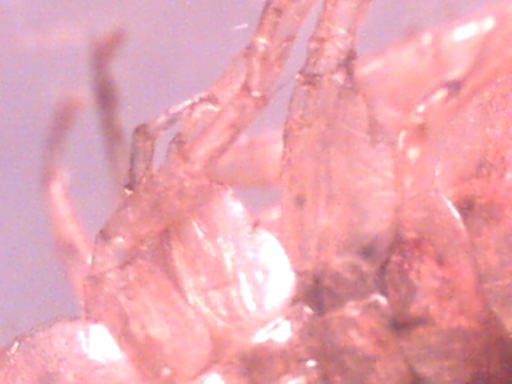Piccoli crostacei raccolti dal Po vicino a Settimo Torinese